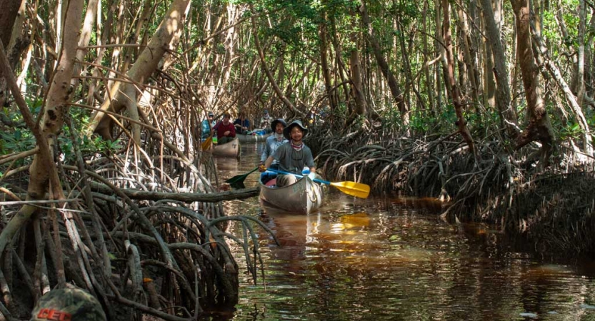 Canoes are navigated through a canal in a thick mangrove 